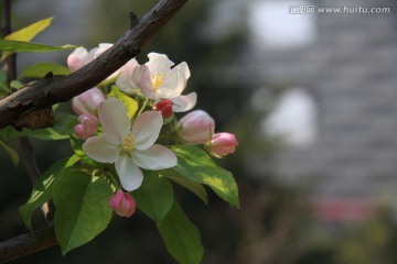 海棠花