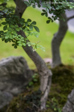 川派盆景