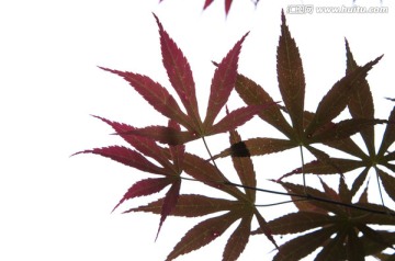 红枫叶