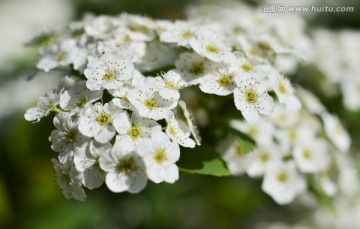 洁白的绣线菊