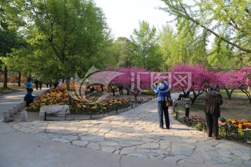 赏花