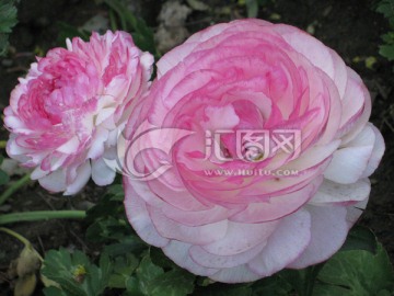 花毛茛