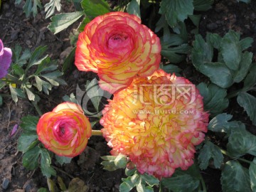 花毛茛