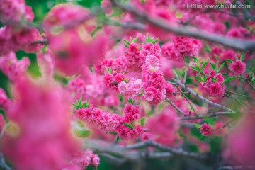 清华大学春天桃花高清图