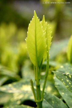 春芽