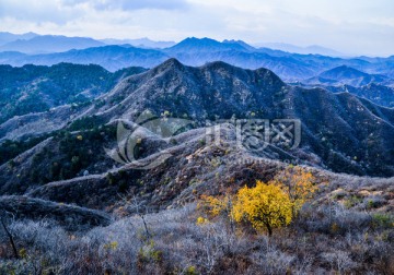 金山岭长城秋色