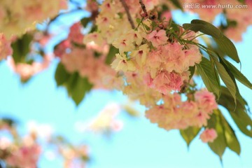 樱花