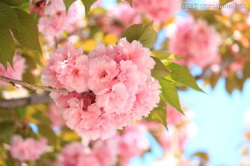 樱花盛开