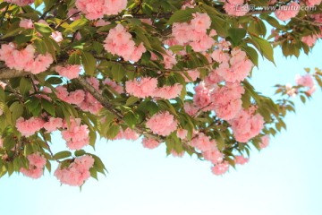 樱花树