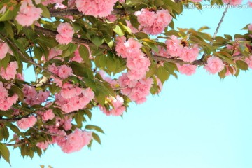 樱花