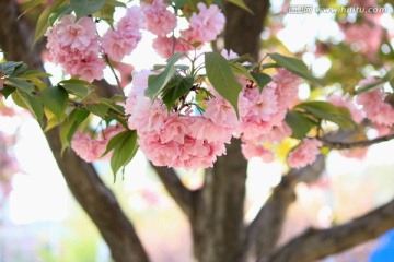 樱花树