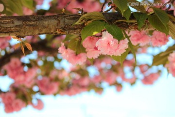 樱花树