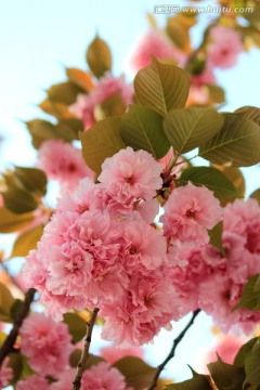 樱花节