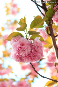 樱花