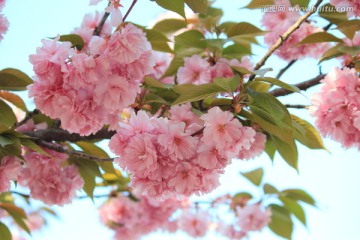 樱花