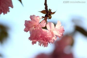 樱花盛开