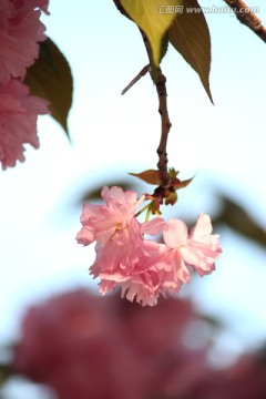 樱花