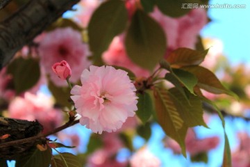 樱花