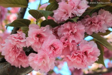 樱花