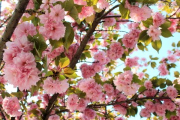 花满枝头