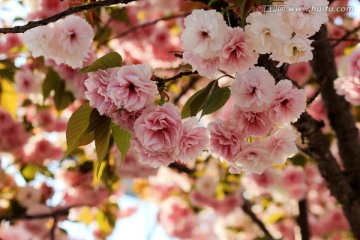 樱花
