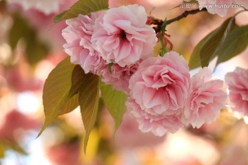 樱花之恋