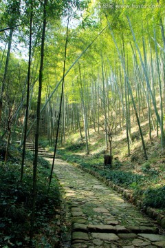 竹林小道 竹林