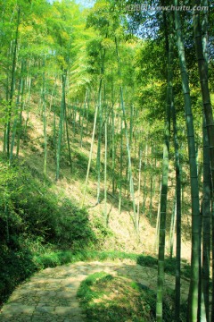 竹林 林中小道