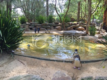 澳大利亚动物园企鹅