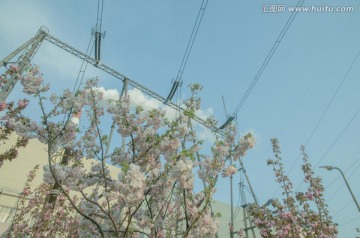 电厂樱花