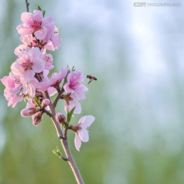 梅花与蜜蜂