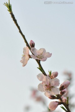 梅花与蜜蜂