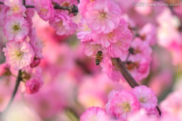 蜜蜂与梅花