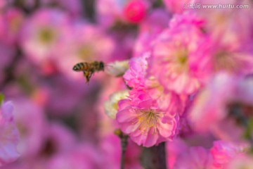 蜜蜂与梅花