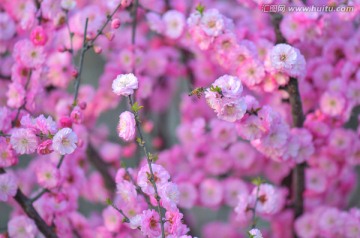 蜜蜂与梅花