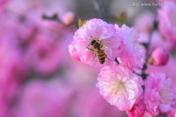 蜜蜂与梅花