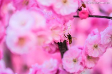 蜜蜂与梅花