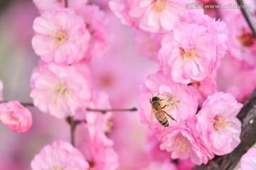 蜜蜂与梅花