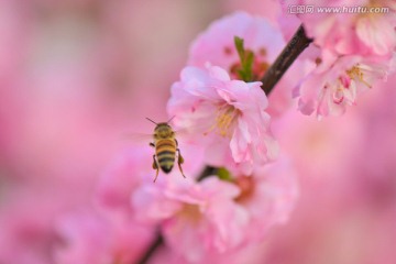 蜜蜂与梅花