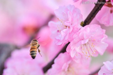 蜜蜂与梅花