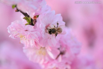 蜜蜂与梅花