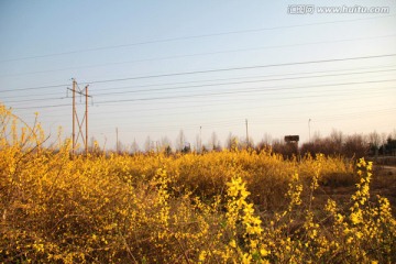 迎春花