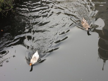 水面上的两只鸭子