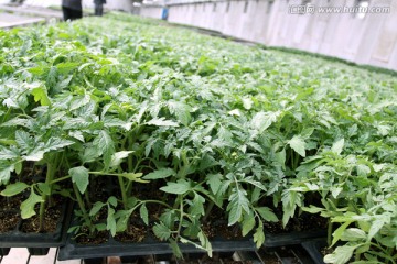 阳光棚 温室 柿子苗