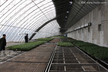 阳光棚 温室 大棚 菜苗