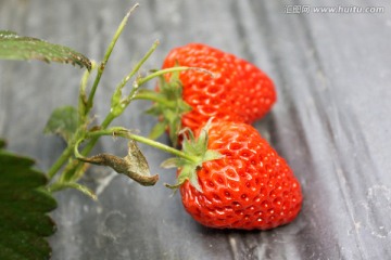 草莓 红色 果实