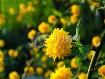 一朵小黄花