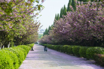 樱花林