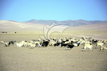 西藏风情画 草原上的羊群