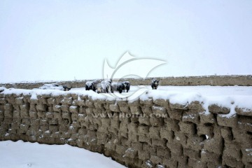 西藏风情画 雪中牦牛